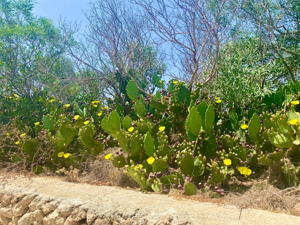 Kaktusser i sommervarmen i Mellieha, Malta