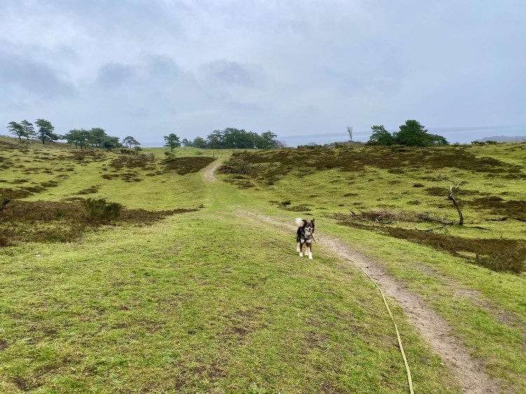 Hunden Milla (Milla Dog Adventure) i Mols Bjerge.