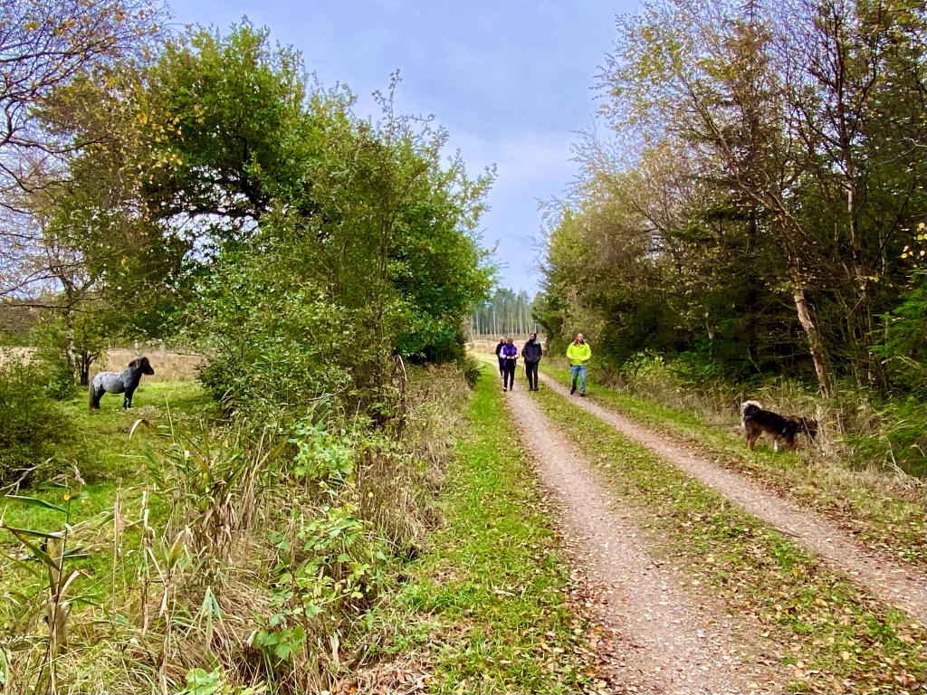 En nysgerrig hest holder nøje øje med os i Thy Nationalpark.