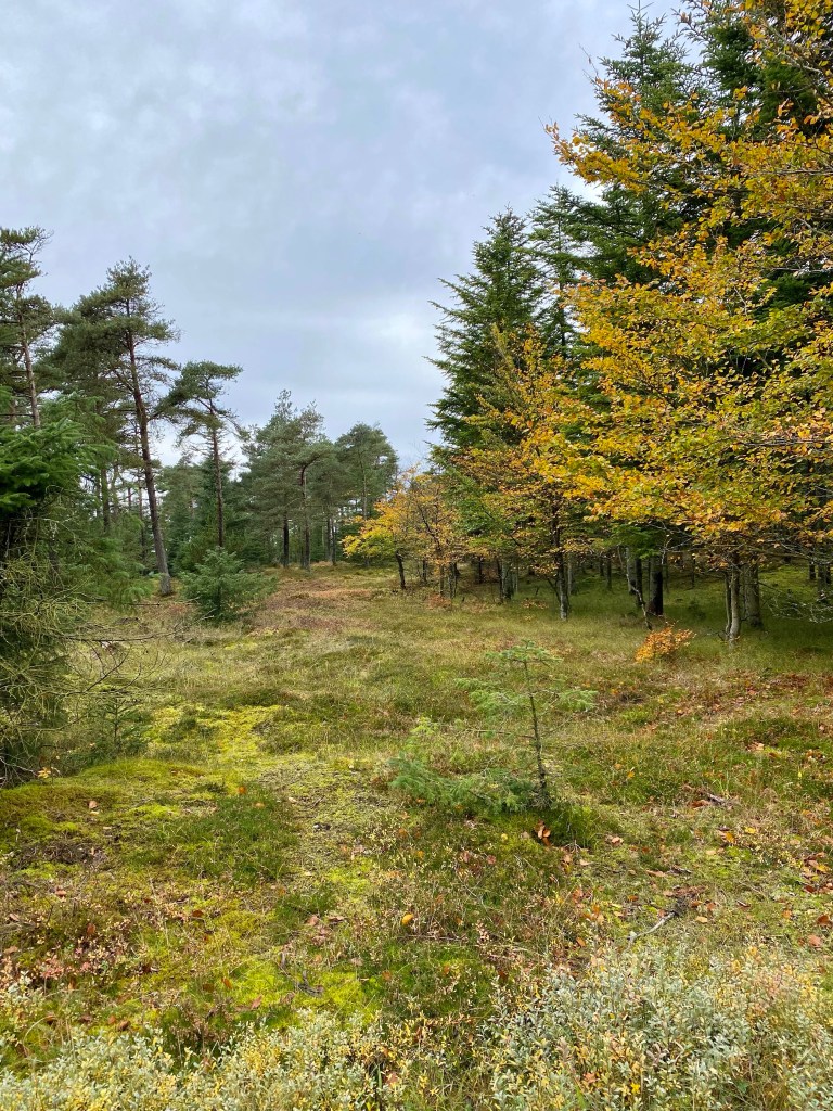 Skov og hede i Thy Nationalpark.
