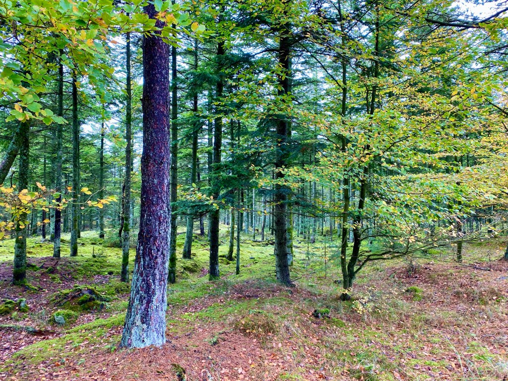 Mellem træer i Thy Nationalpark.