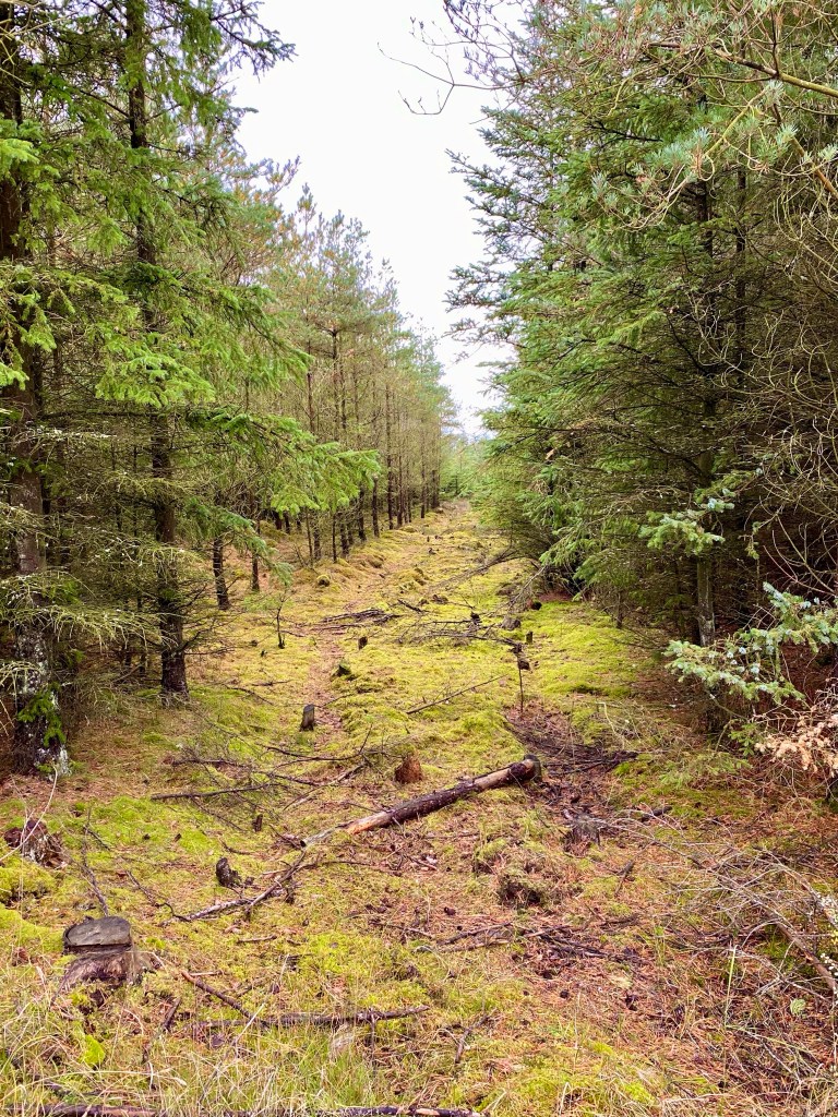 Skov i Thy Nationalpark.