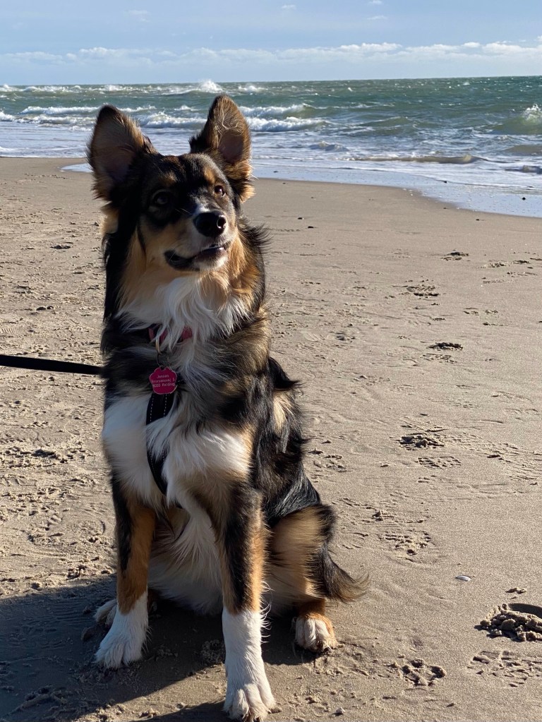 Milla på stranden i Skagen.