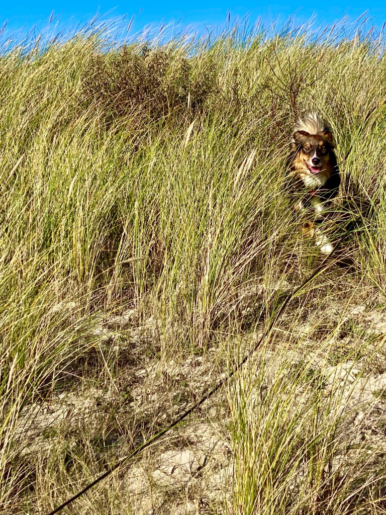 Milla i klitterne på Skagen.