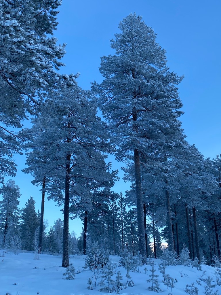 Mellem træer i Hundfjället, Sälen, Sverige.