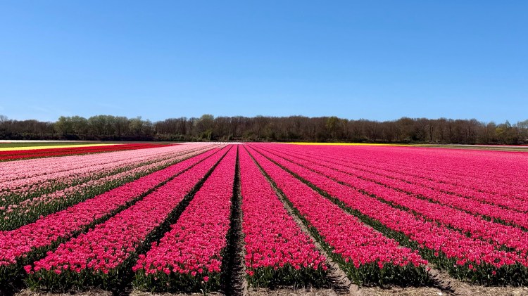 Tulipanmarkerne i Holland: En Forårsrejse